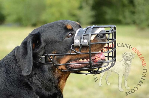 La museruola a cestello gommata è perfetta per cani
grandi come Rottweiler