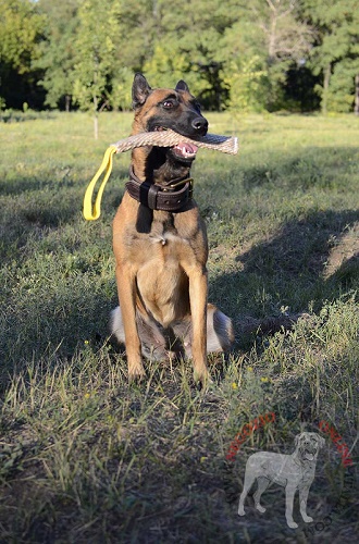 Malinois con il salamotto da mordere