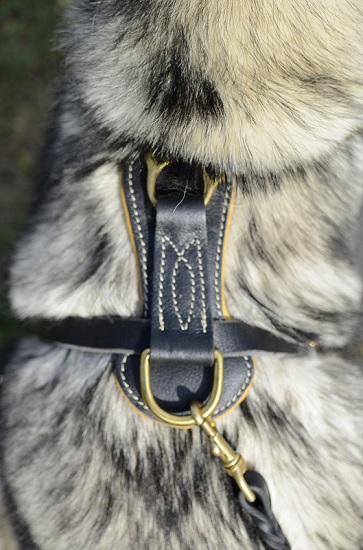Pettorina in pelle naturale decorata per Alaskan Malamute