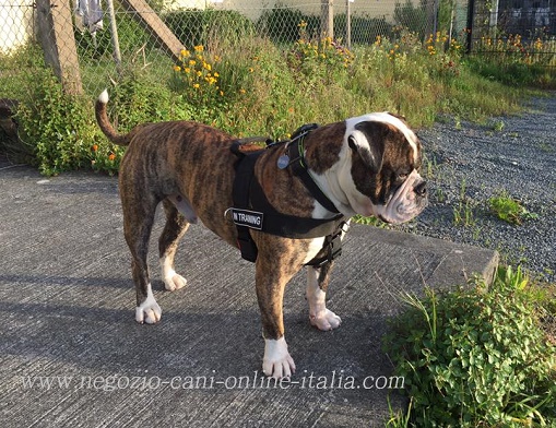 Pratica pettorina in nylon per cane