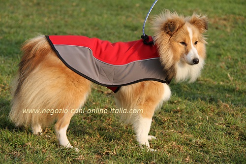 Cappottino indossato da Shetland Sheepdog