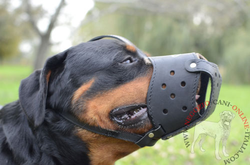 Cane di razza Rottweiler con comoda museruola in
pelle naturale