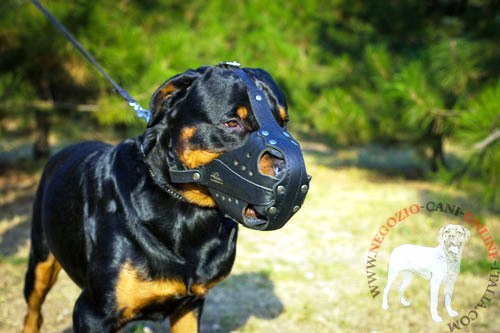 Rottweiler con la museruola per cani di servizio