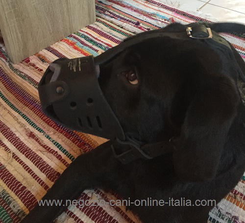 Museruola idossata da Labrador Retriever della nostra cliente Katerina