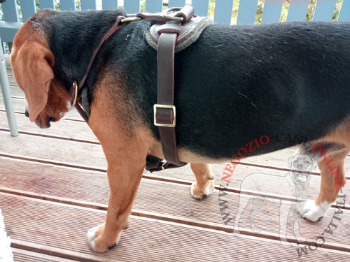 Confortevole pettorina in vera pelle per cane