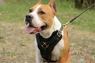 Pettorina in pelle naturale "Power" per Amstaff