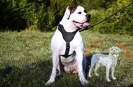 Pettorina in pelle "Voltage spike" per Bulldog Americano Pettorina in pelle "Voltage spike" per Bulldog Americano