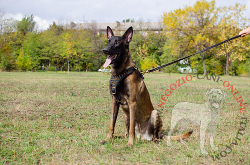 Ottima pettorina per passeggiate con Malinois