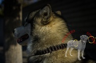 Collare di stile in pelle intrecciata per Alaskan Malamute Collare di stile in pelle intrecciata per Alaskan Malamute