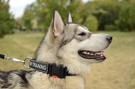 Collare regolabile "Special Friend" per Malamute