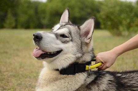 Collare con comoda maniglia per Malamute