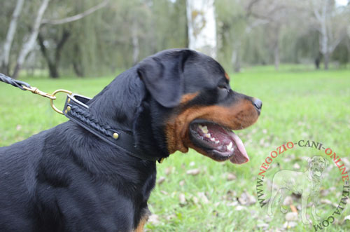 Rottweiler con bellissimo collare in cuoio doppio