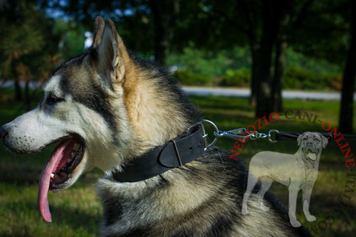 Comodo collare in pelle
naturale indossato da Alaskan Malamute