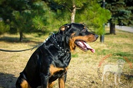 Collare in pelle decorato "Mighty King" per Rottweiler