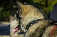 Collare in vera pelle "Crazy Combo" per Alaskan Malamute