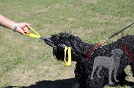 Tug con due maniglie "Best Incentive" per Terrier Nero Russo