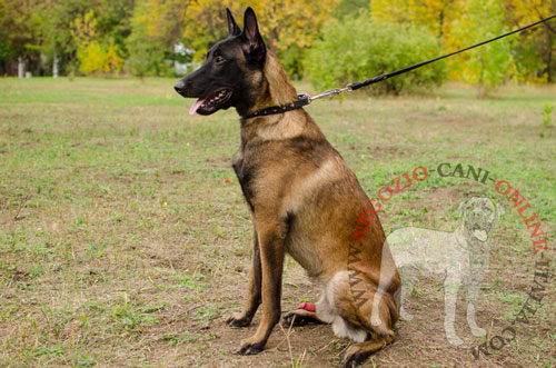 Collare con borchie a punta indossato da Malinois