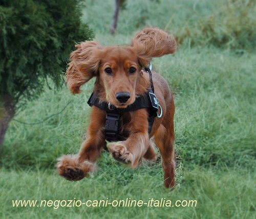 Pratica pettorina in nylon per cane