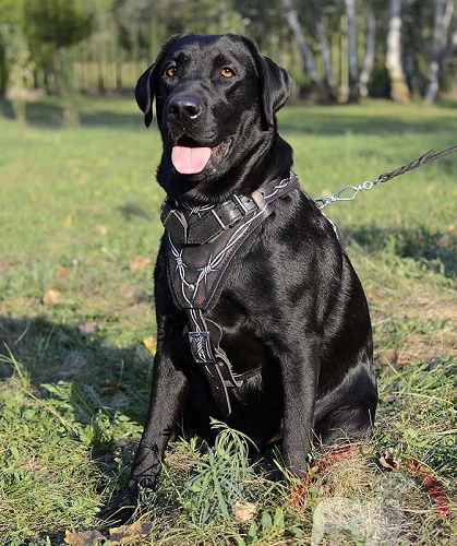 Pettorina 
dipinta a mano per Labrador Retriever