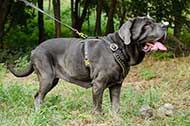 Straordinaria pettorina decorata per Mastino Napoletano