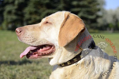 Elegante collare per
Labrador Retriever