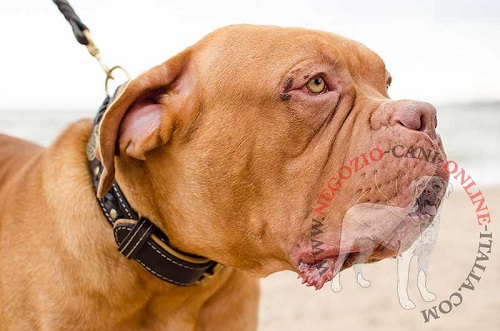 Comodo collare in cuoio indossato da Dogue de Bordeaux