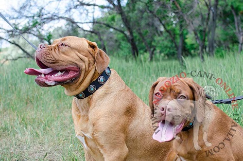 Comodo ed elegante collare decorato con pietre turchesi
indossato da Dogue de Bordeaux