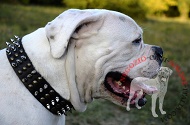 Collare "Vivid flash of lightning" per Bulldog Americano Collare "Vivid flash of lightning" per Bulldog Americano