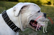 Collare "Vivid flash of lightning" per Bulldog Americano