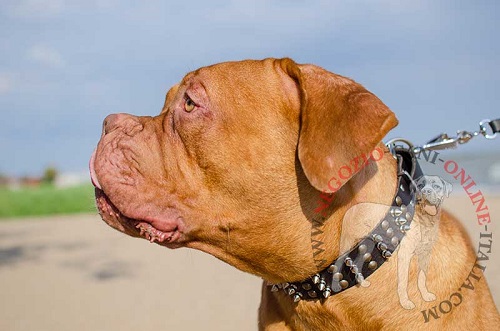 Dogue de Bordeaux con elegante
collare in cuoio decorato indosso