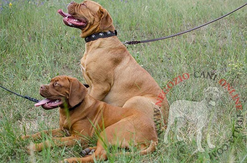 Collare con borchie rotonde indossato da
Dogue de Bordeaux