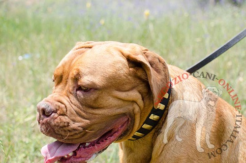 Dogue de Bordeaux con collare decorato
indosso