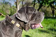 Straordinario collare in pelle decorato per Mastino Napoletano