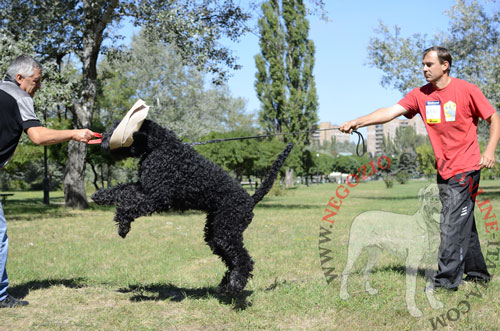 Cane di razza Terrier Nero Russo con straccetto da mordere