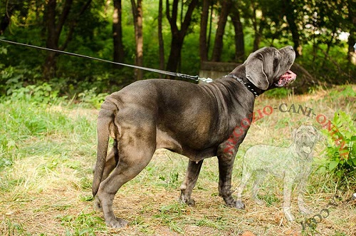 Collare in cuoio con borchie a punta indossato da
Mastino Napoletano