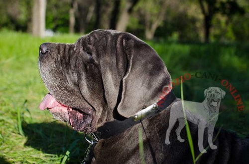 Collare in cuoio con targhetta personalizzata indossato
da Mastino Napoletano