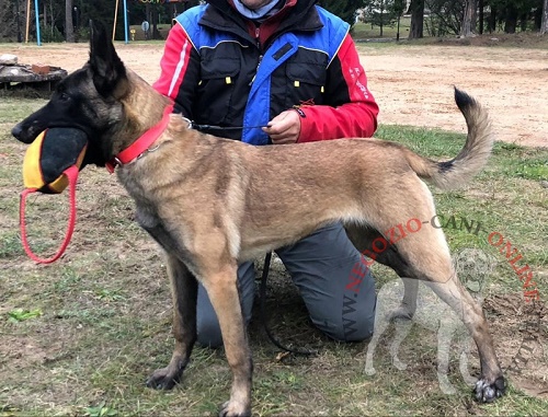 Riporto da mordere per l'addestramento
del Malinois