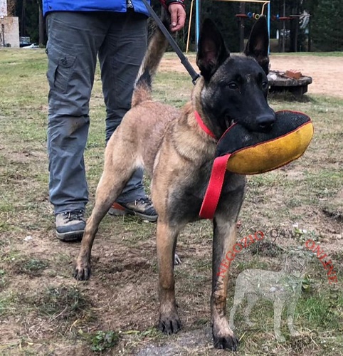 Riporto da mordere per esercizi con
cane