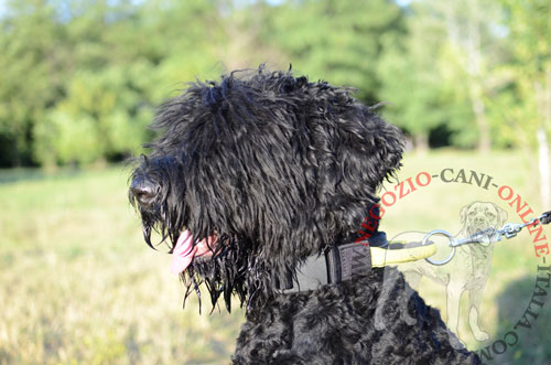 Collare con comoda maniglia indossato da Terrier Nero Russo