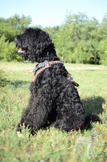 Straordinaria pettorina in cuoio per cani di taglia media
e grande