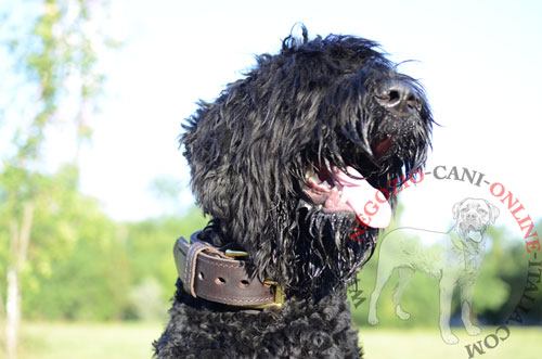 Collare con comoda maniglia per
Terrier Nero Russo