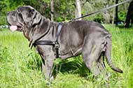 Comoda pettorina da traino per Mastino Napoletano