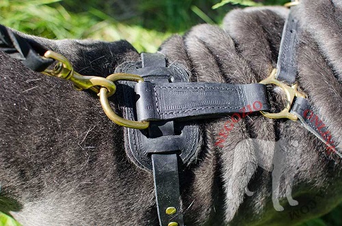 Resistente pettorina in pelle naturale per
Mastino Mapoletano