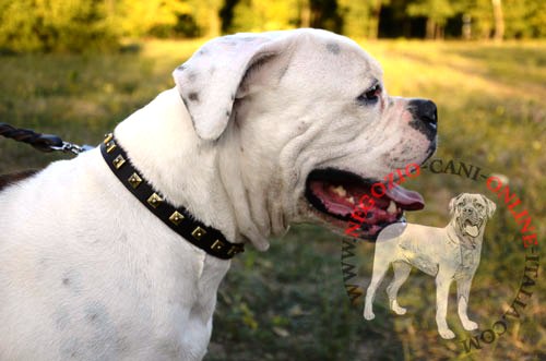 Elegante collare con decorazioni per
Bulldog Americano