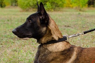 Collare in cuoio "Noble Pet" largo 25 mm per Malinois