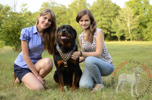 Ottima pettorina in pelle per Rottweiler