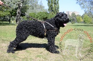 Pettorina in pelle naturale "Pulling" per Terrier Nero Russo