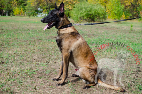 Malinois con splendido collare
con borchie a punta indosso