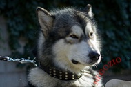 Collare in vera pelle "Studded Gift" per Alaskan Malamute Collare in vera pelle "Studded Gift" per Alaskan Malamute