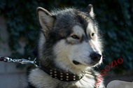 Collare in vera pelle "Studded Gift" per Alaskan Malamute